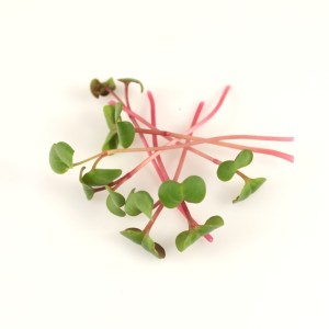 redkovka s cervenou stonkou 2